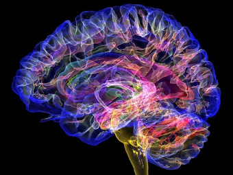 嗷嗷嗷下面湿了的网站大脑植入物有助于严重头部损伤恢复